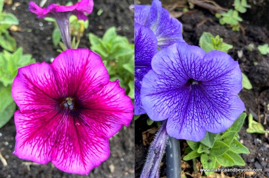 11 things to see at the Durban Botanic Gardens 2 Durban Botanic Gardens