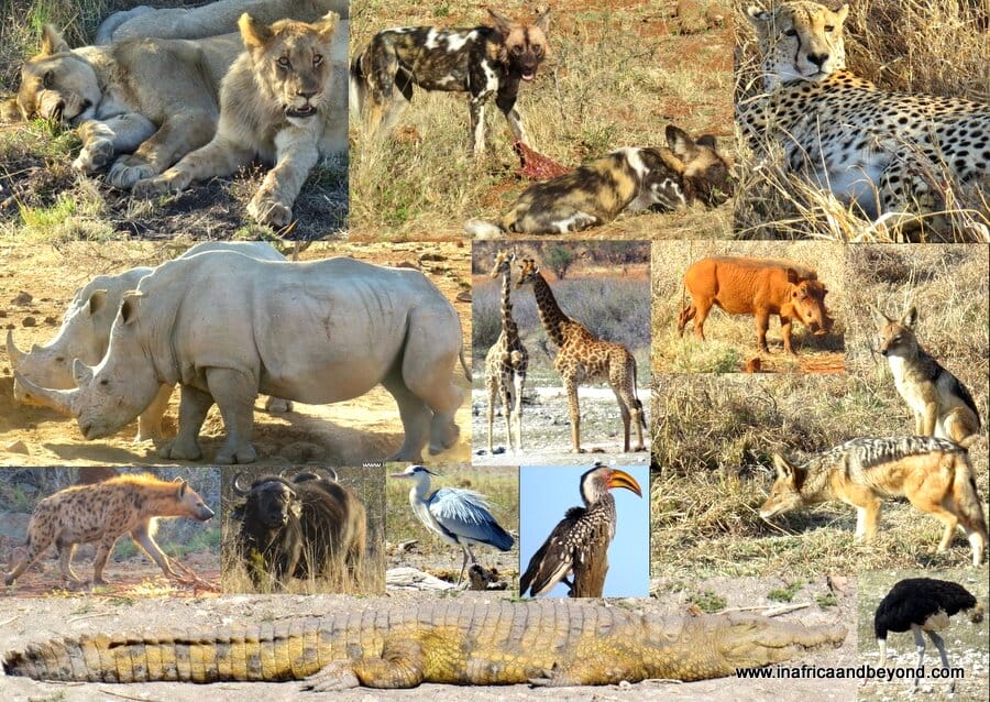 Madikwe Game Reserve wildlife
