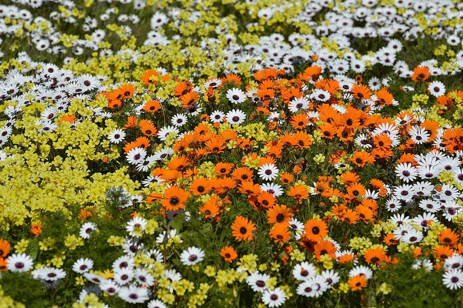 9 Cape West Coast Towns you should visit 2 spring wild flowers in West Coast National Park