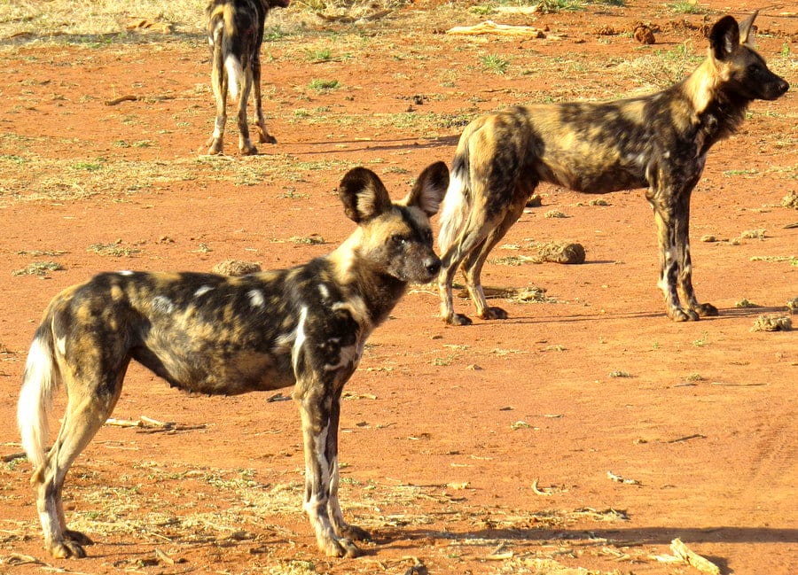 Madikwe Game Reserve - 11 questions answered 4 Madikwe Game Reserve