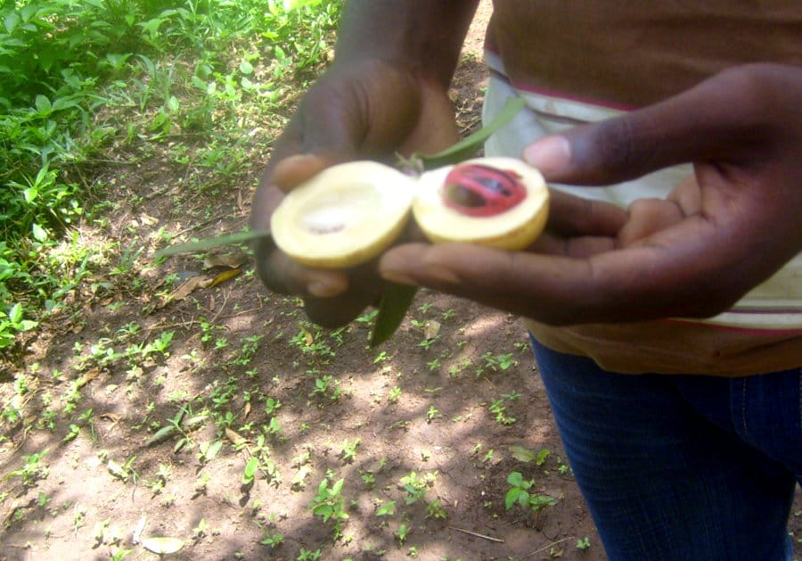 11 Best Things To Do In Zanzibar 1 Best things to do in Zanzibar