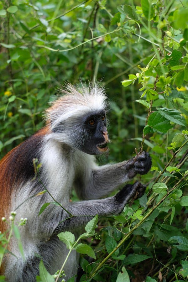 11 Best Things To Do In Zanzibar 5 Best things to do in Zanzibar