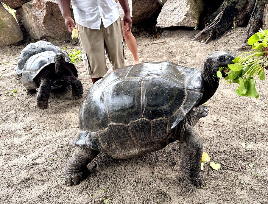 reasons to visit Seychelles