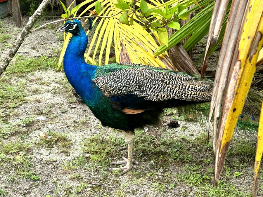 Constance Lemuria Review