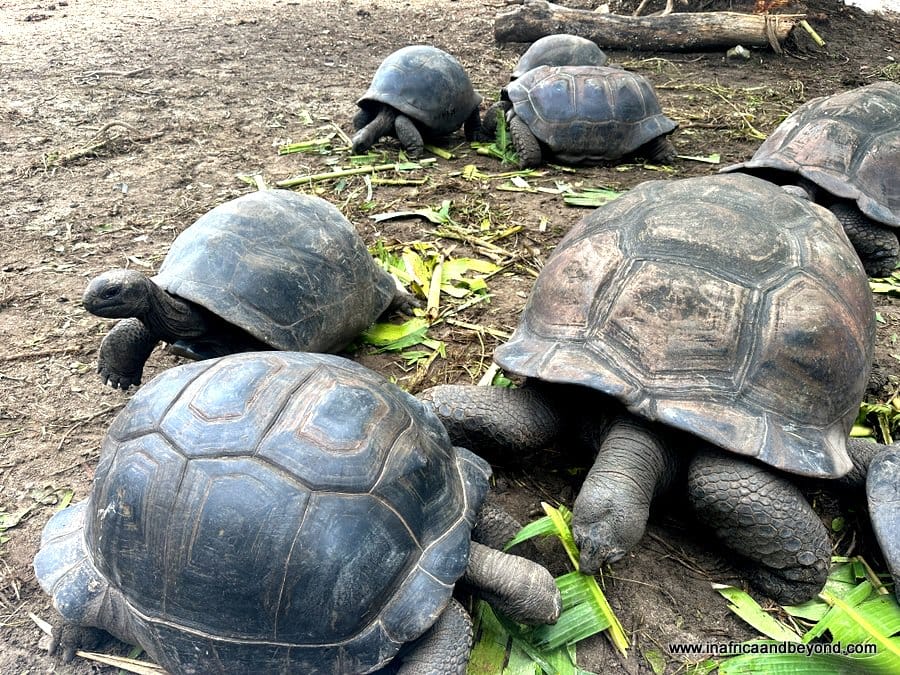 11 Best Things to do on La Digue Island 7 Things to do on La Digue Island