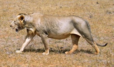 Tsavo's Massive Male Lions Might've Lost Their Manes to Hunt 4 Tsavo's Massive Male Lions