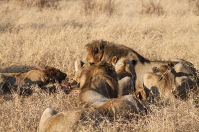Tsavo's Massive Male Lions Might've Lost Their Manes to Hunt 5 Tsavo's Massive Male Lions