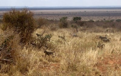 Tsavo's Massive Male Lions Might've Lost Their Manes to Hunt 7 Tsavo's Massive Male Lions