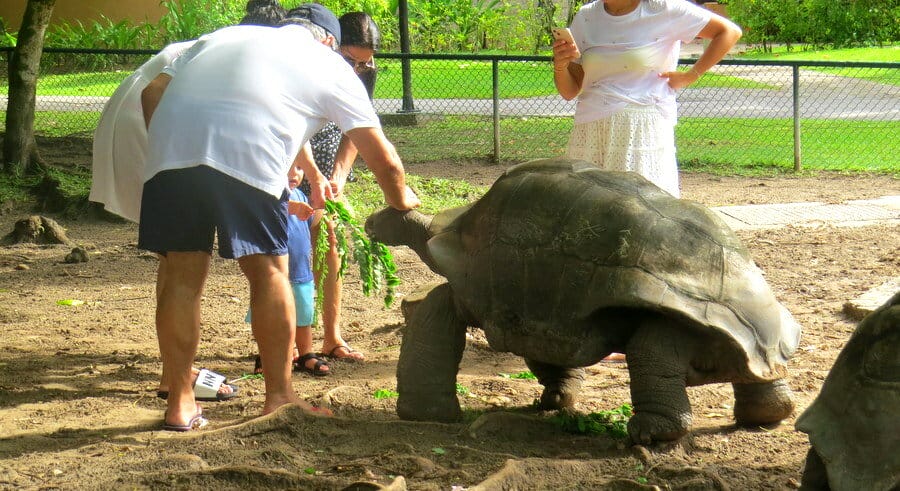 Constance Ephelia Review - A Family-friendly tropical island resort 10 Constance Ephelia Giant Aldabra Tortoise