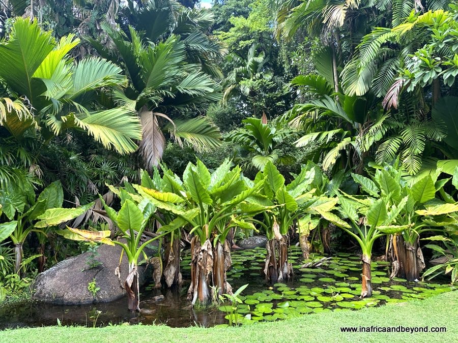 Best things to do in Victoria Mahe