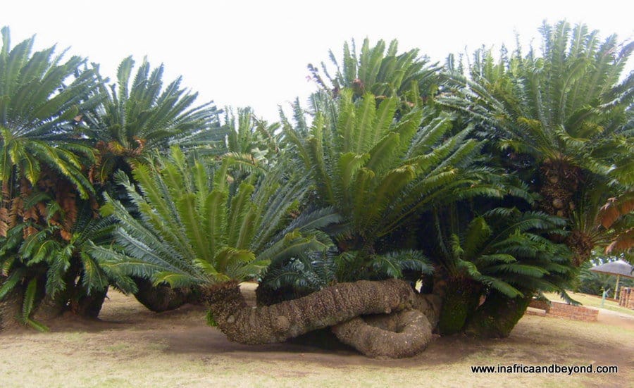 best things to do in Limpopo province