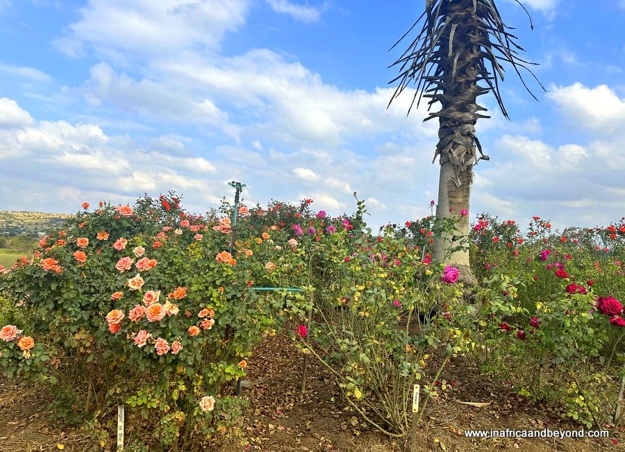 Ludwig's Roses: - Ludwig's Rose Farm
