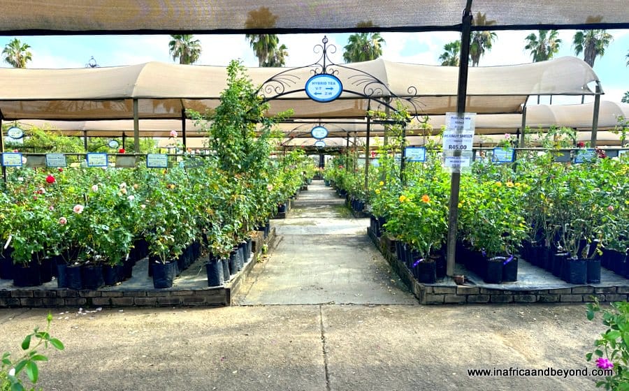 Ludwig's Roses: Nursery