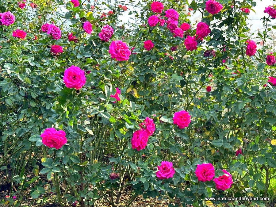 Ludwig's Roses: A Colourful Rose Wonderland in Pretoria 9 Ludwig's Roses: - Ludwig's Rose Farm