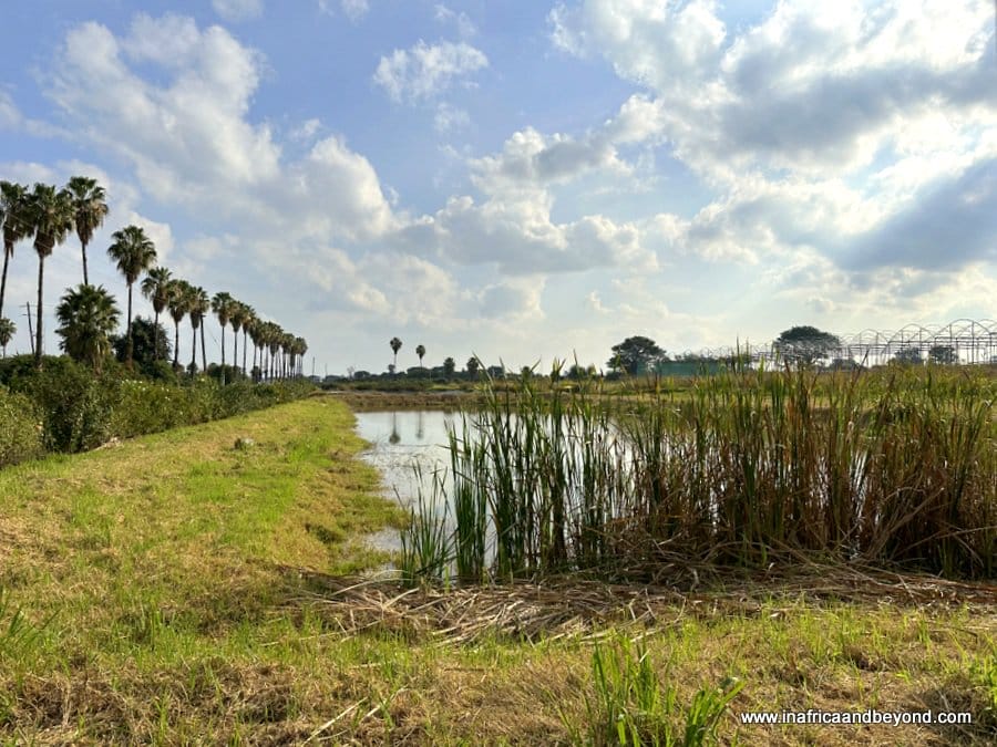 Ludwig's Roses: A Colourful Rose Wonderland in Pretoria 7 Ludwig's Roses: - Ludwig's Rose Farm