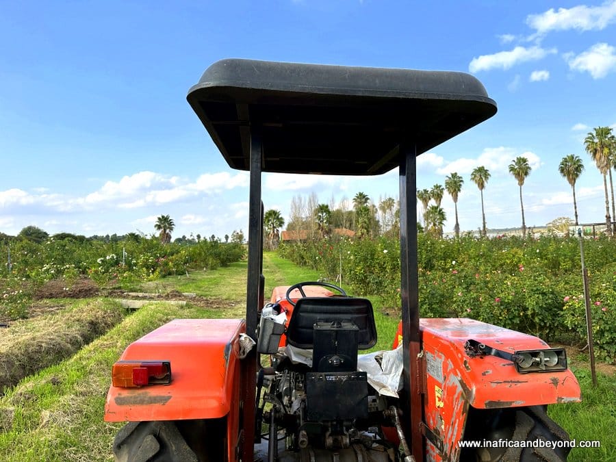 Ludwig's Roses: - Ludwig's Rose Farm