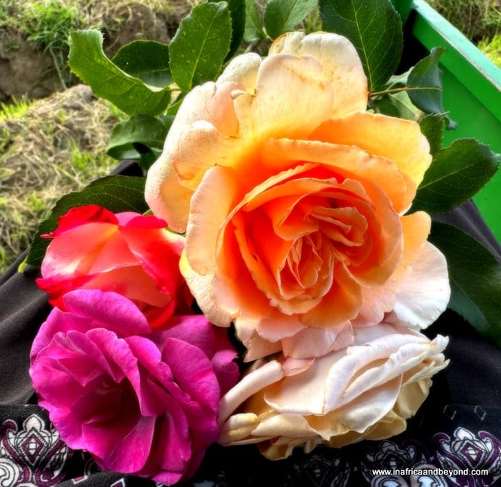 Ludwig's Roses - Ludwig's Rose Farm