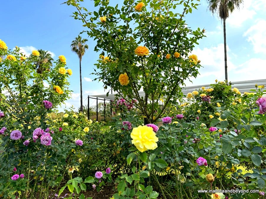 Ludwig's Roses: - Ludwig's Rose Farm