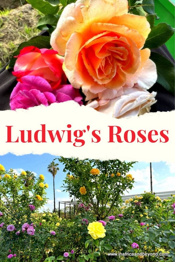 Ludwig's Roses: A Colourful Rose Wonderland in Pretoria 10 Ludwig's Roses: - Ludwig's Rose Farm