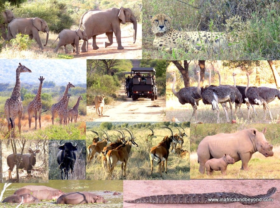 Wildlife at Qwabi Private Game Reserve