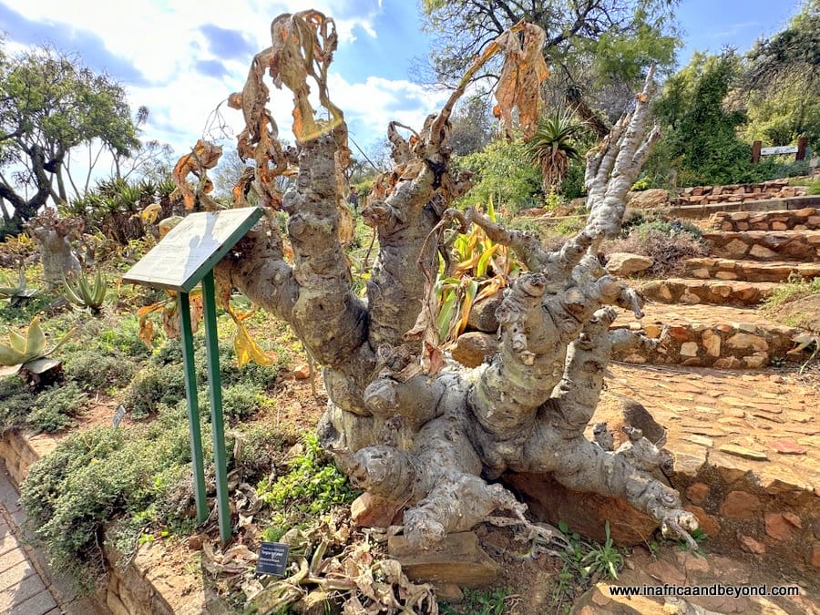 Walter Sisulu Botanical Garden