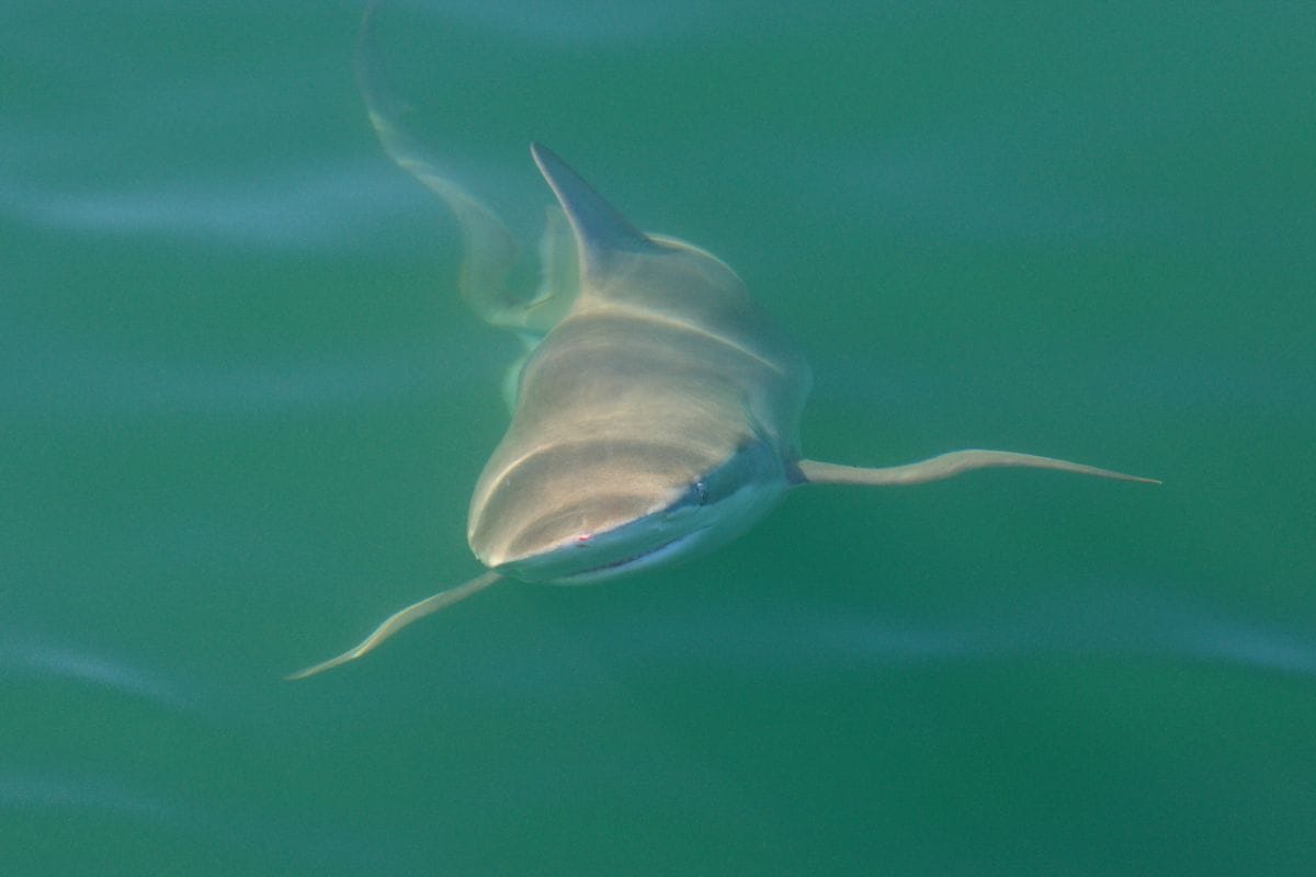 Bronze Whaler Shark