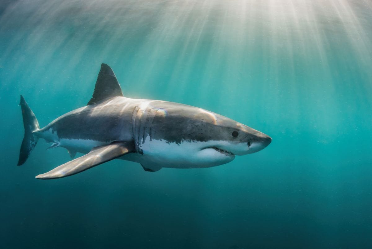 A Guide to Shark Diving and Marine Wildlife