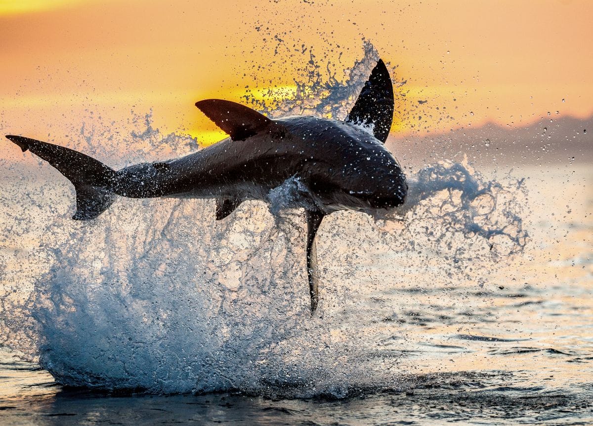 A Guide to Shark Diving and Marine Wildlife