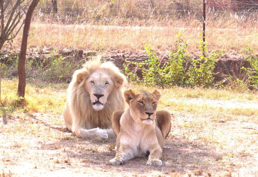 Garangani 360 - A Sublime Bush Retreat 14 Entabeni Safari Conservancy