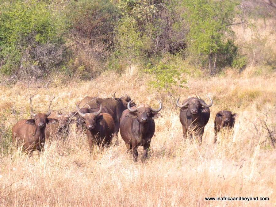 Entabeni Safari Conservancy