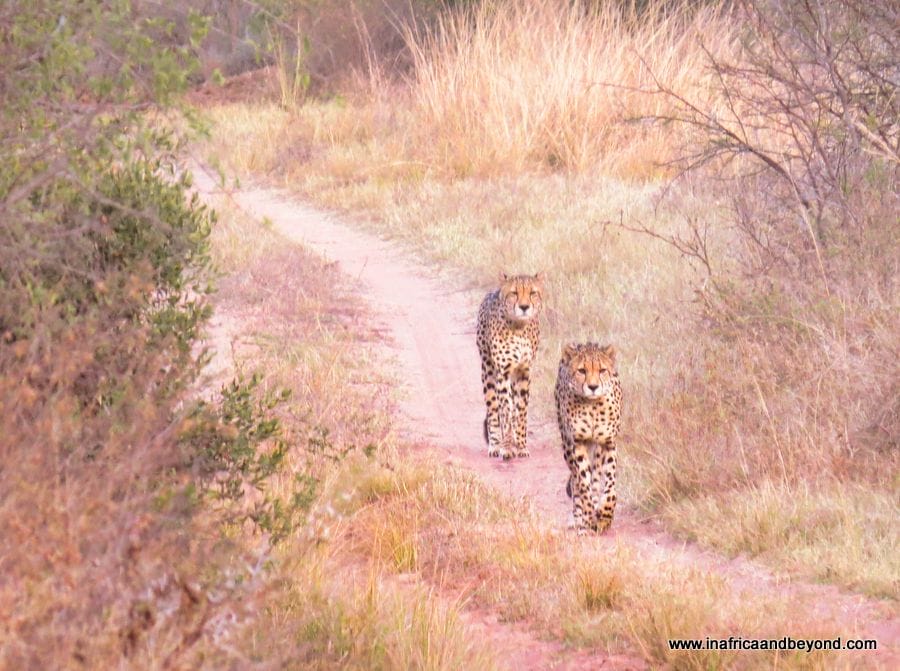 Entabeni Safari Conservancy