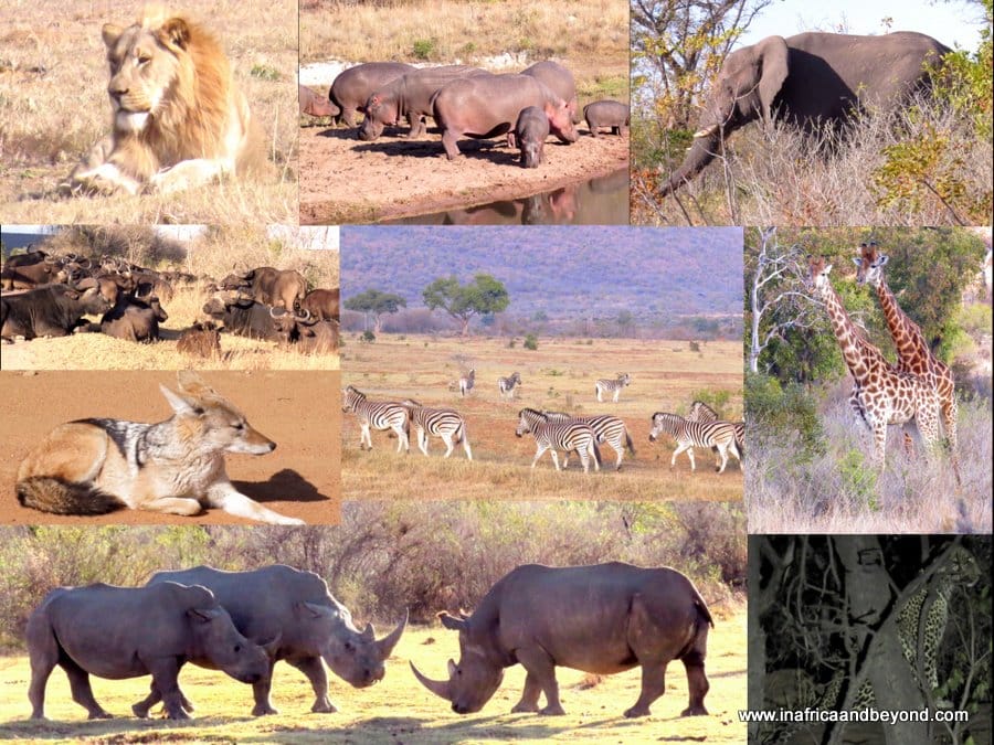 Tintswalo Waterberg : An Idyllic Family Safari Hideaway 5 Welgevonden Game Reserve