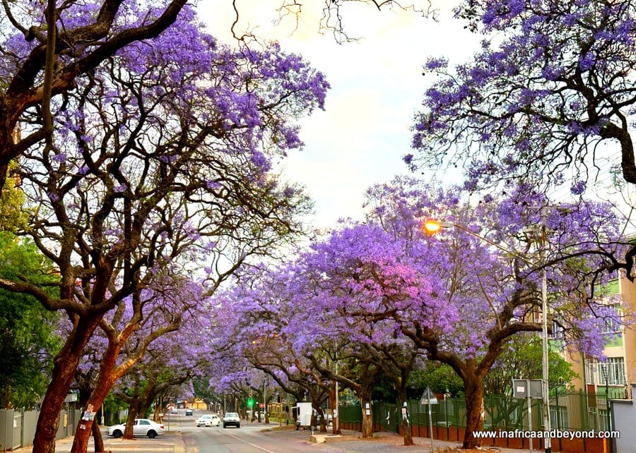 Courtyard Hotel Arcadia Review