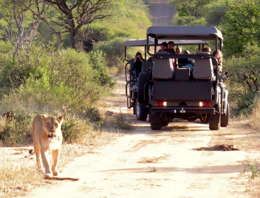 The Best Big 5 Game Reserves near Johannesburg