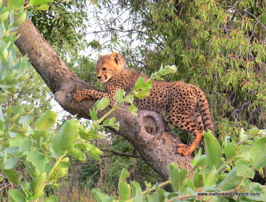 The Best Big 5 Game Reserves near Johannesburg