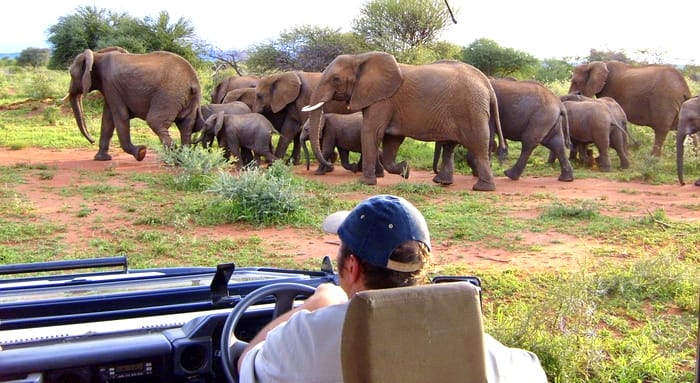 The best time to visit South Africa for safaris and game-viewing