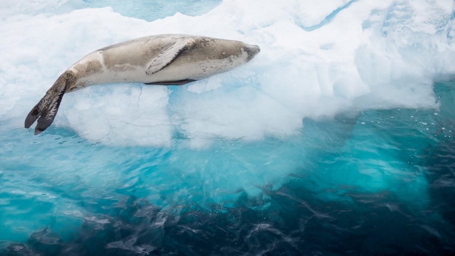 Spotting Wildlife in Antarctica - seal