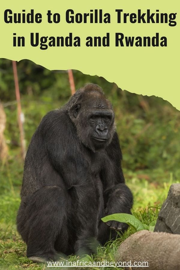 Gorilla trekking in Uganda and Rwanda