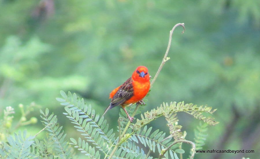 Pretty birds in Reunion Island
