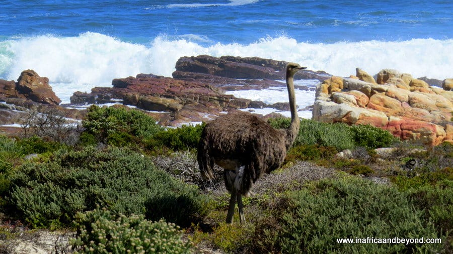 11 Best Things To Do In Cape Point 4 Ostrich on the rocks against the ocean background