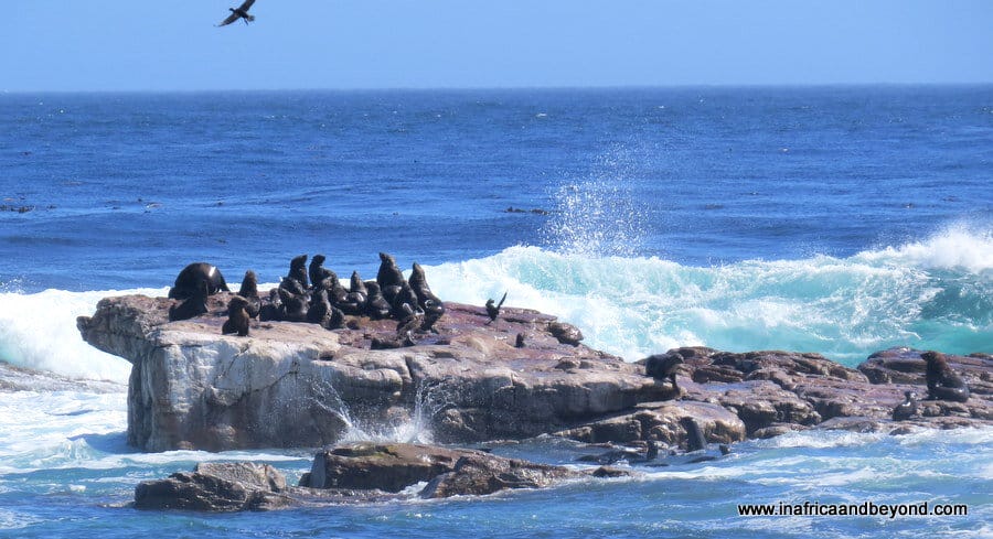 11 Best Things To Do In Cape Point 9 Seals on a rock - Things to do in Cape Point