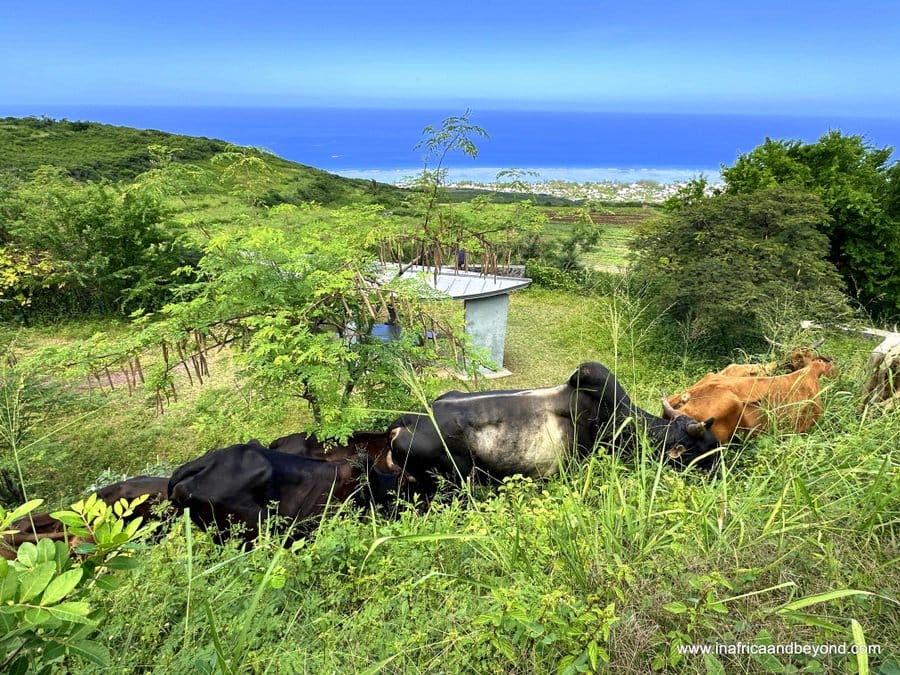 Grazing cows in Reunion Island
