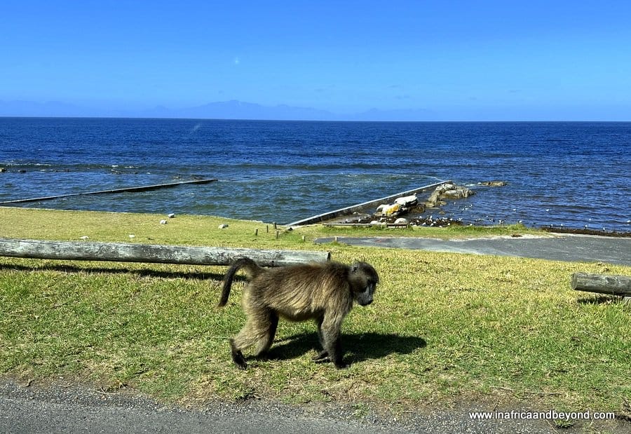 11 Best Things To Do In Cape Point 6 Baboon in Cape Point