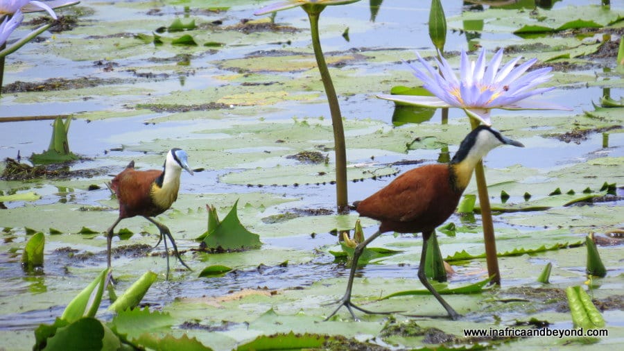 11 Best Things to do in St Lucia, South Africa 2 Birds in iSimangaliso Wetland Park