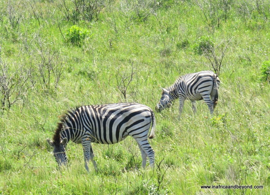 Zebras in the Eastern Shores