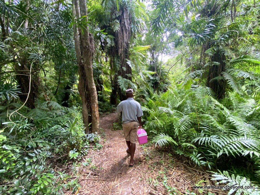 forest in iSimangaliso Wetland Park