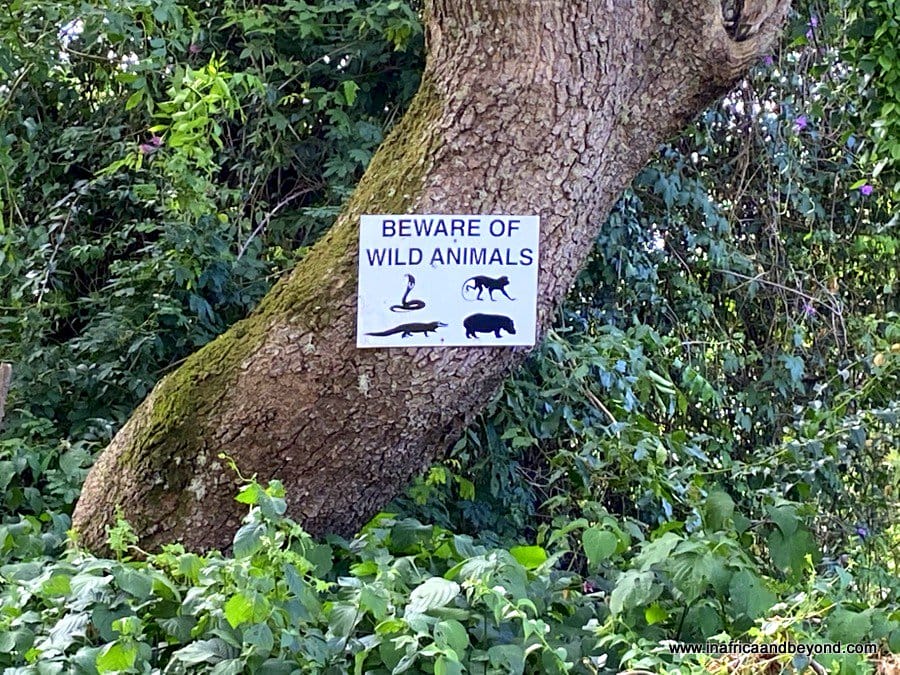 11 Best Things to do in St Lucia, South Africa 6 Beware of wildlife sign in St Lucia