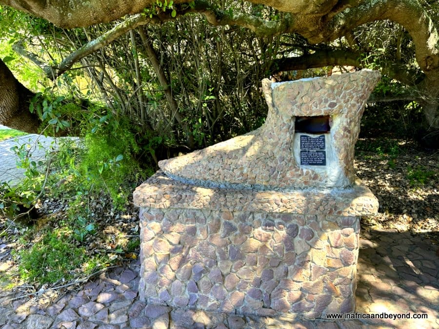 boot-shaped post box under a 500-year-old milkwood tree