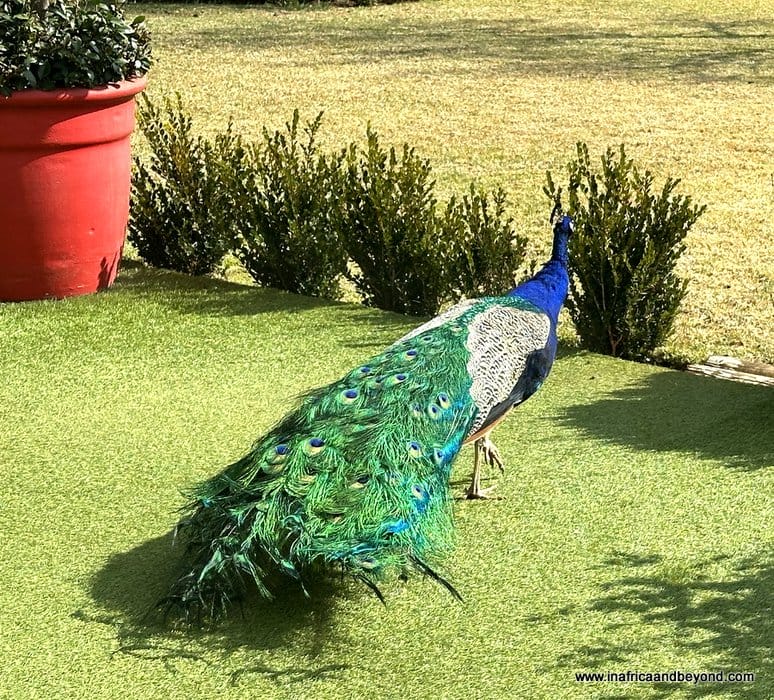 Peacock at Zaariah Estate