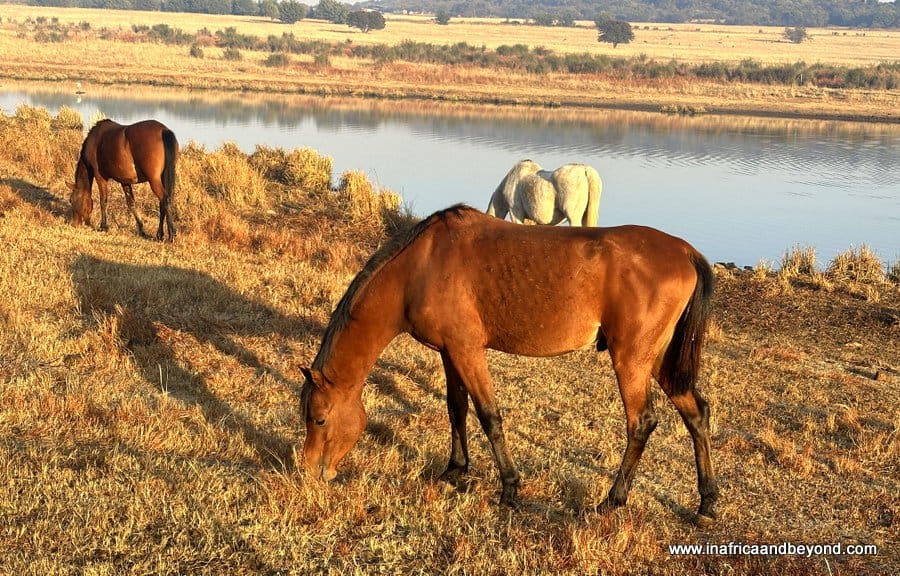 Horses grazing at Zaariah Estate